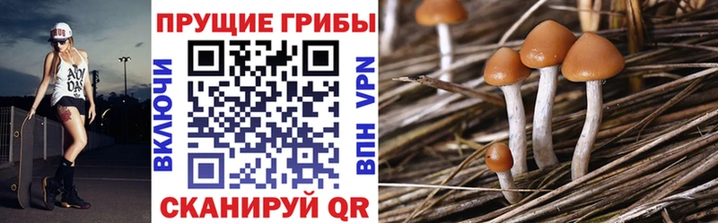 гидра ссылки Лангепас Галлюциногенные грибы Psilocybe